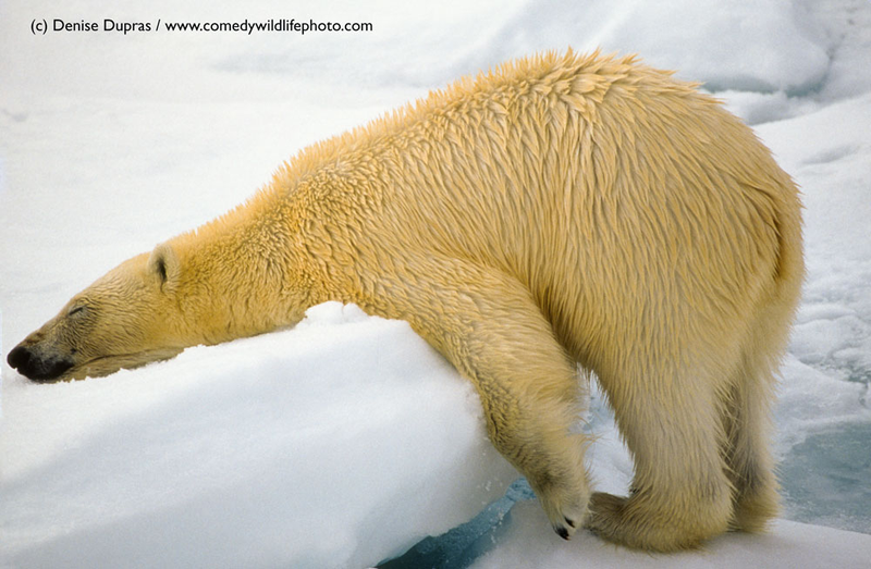 Illustration for article titled Alégrate el día con las fotos finalistas de los Comedy Wildlife Photography Awards